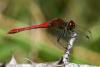 Sympetrum sanguineum